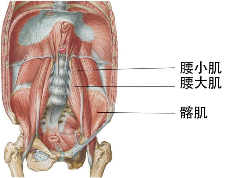 【醫(yī)療科普】：骨盆支點